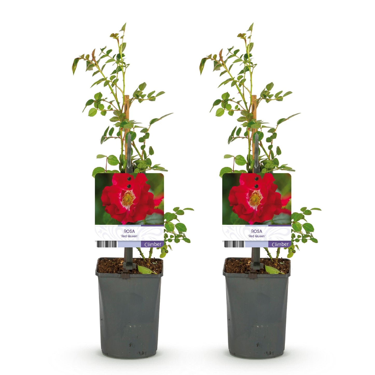 GreenboutiQ - Kletterrose - Rosa Red Queen - Blüte Rot - Geringer Pflegeaufwand - 2 Pflanzen - Topf 11cm Höhe 40cm - Pflanzfix24.de