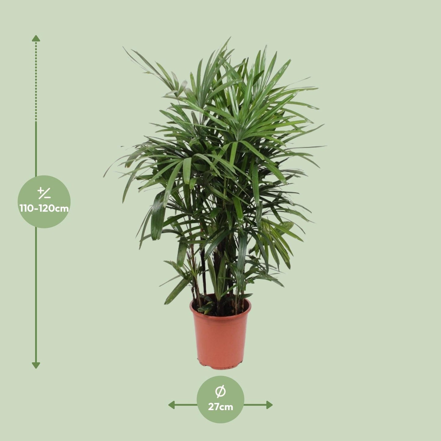 Rhapis Excelsa Steckenpalme Ø27cm – Pflanzfix24.de - Pflanzfix24.de