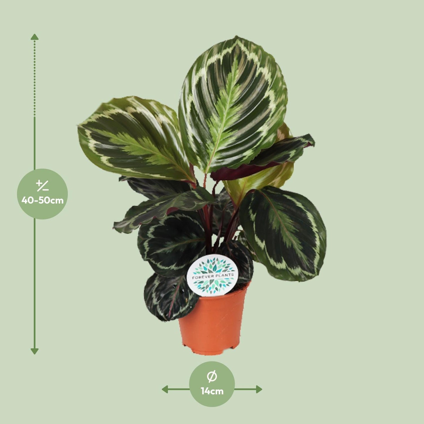 Calathea Medallion - Ø14cm - ↕45cm von Pflanzfix24.de - Pflanzfix24.de