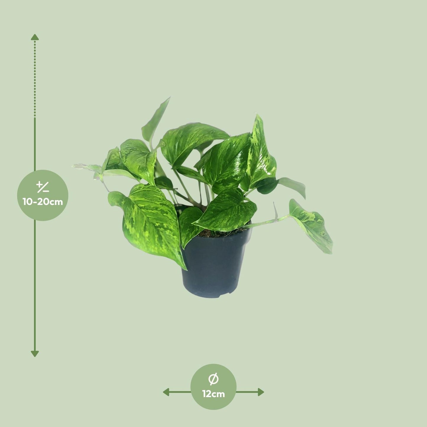 Scindapsus Trebie Ø12 cm – Zimmerpflanze | Pflanzfix24