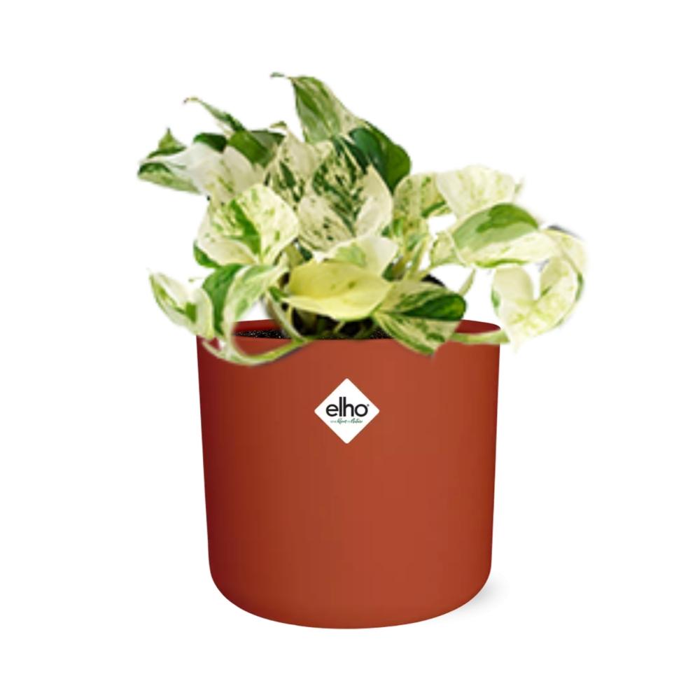 Epipremnum Pinnatum Happy Leaf in ELHO b.for soft rond 14cm brique - Pflanzfix24