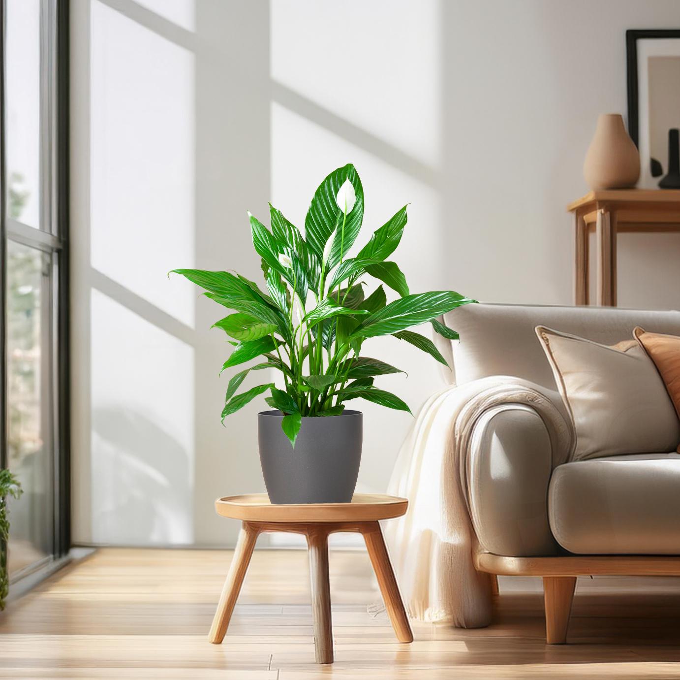 Spathiphyllum 80 cm weiß im Viber-Topf – Pflanzfix24.de - Pflanzfix24.de