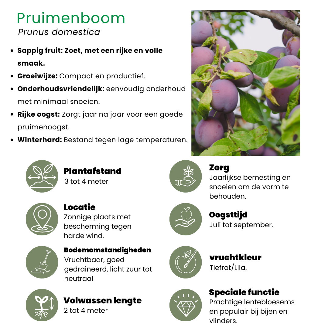 Biologisches Obstbaumset - Apfel, Birne, Kirsche, Pflaume - 4er-Set - Pflanzfix24