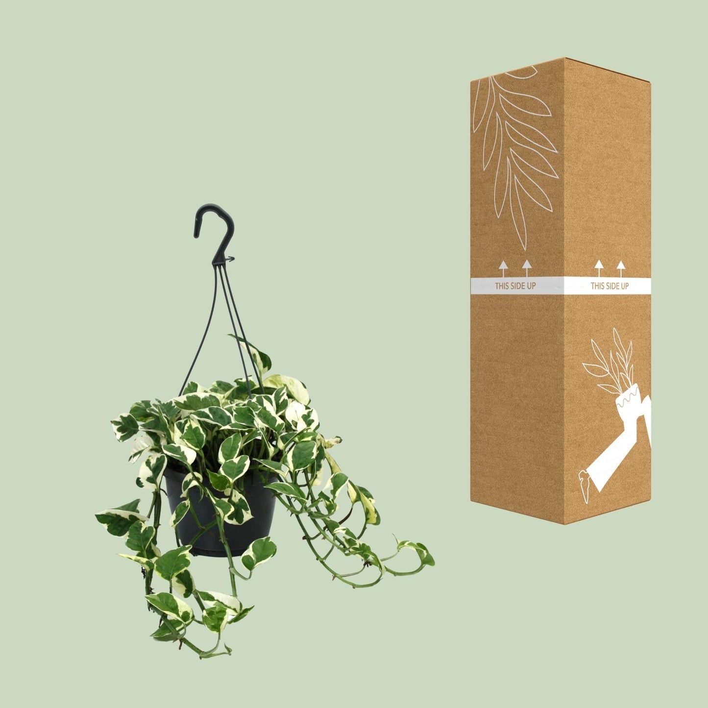 Scindapsus N’Joy 35cm – Ø15cm Topf – Pflanzfix24.de - Pflanzfix24.de