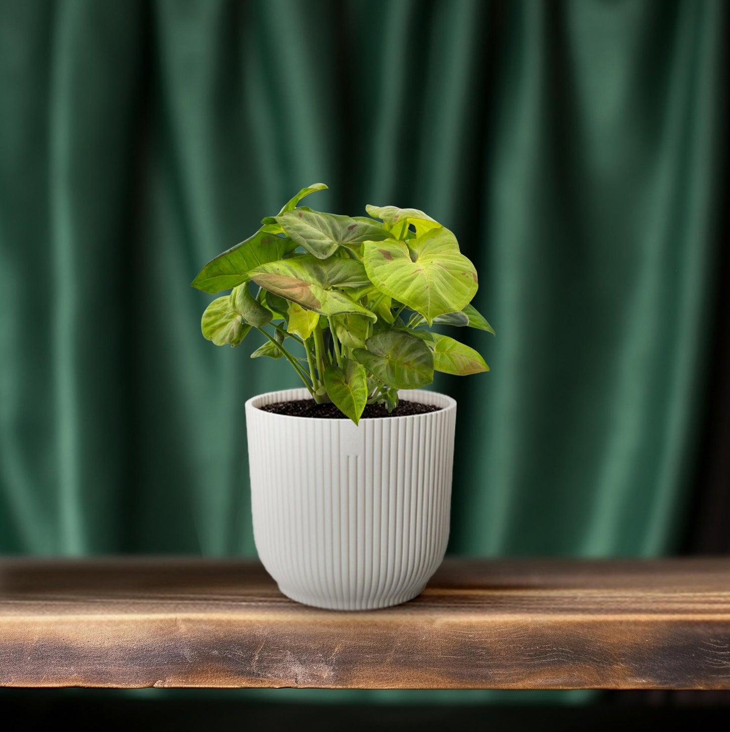 Syngonium Milk Confetti - Ø12cm - ↕20cm - Pflanzfix24