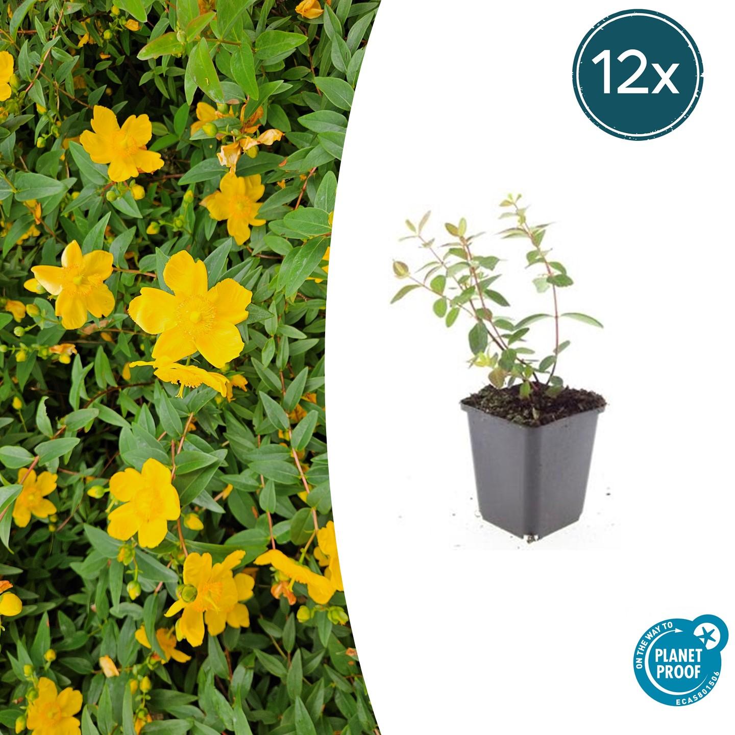 12x Hypericum dummeri ‘Peter Dummer’ Ø9cm | Gelber Bodendecker | Pflanzfix24.de - Pflanzfix24.de