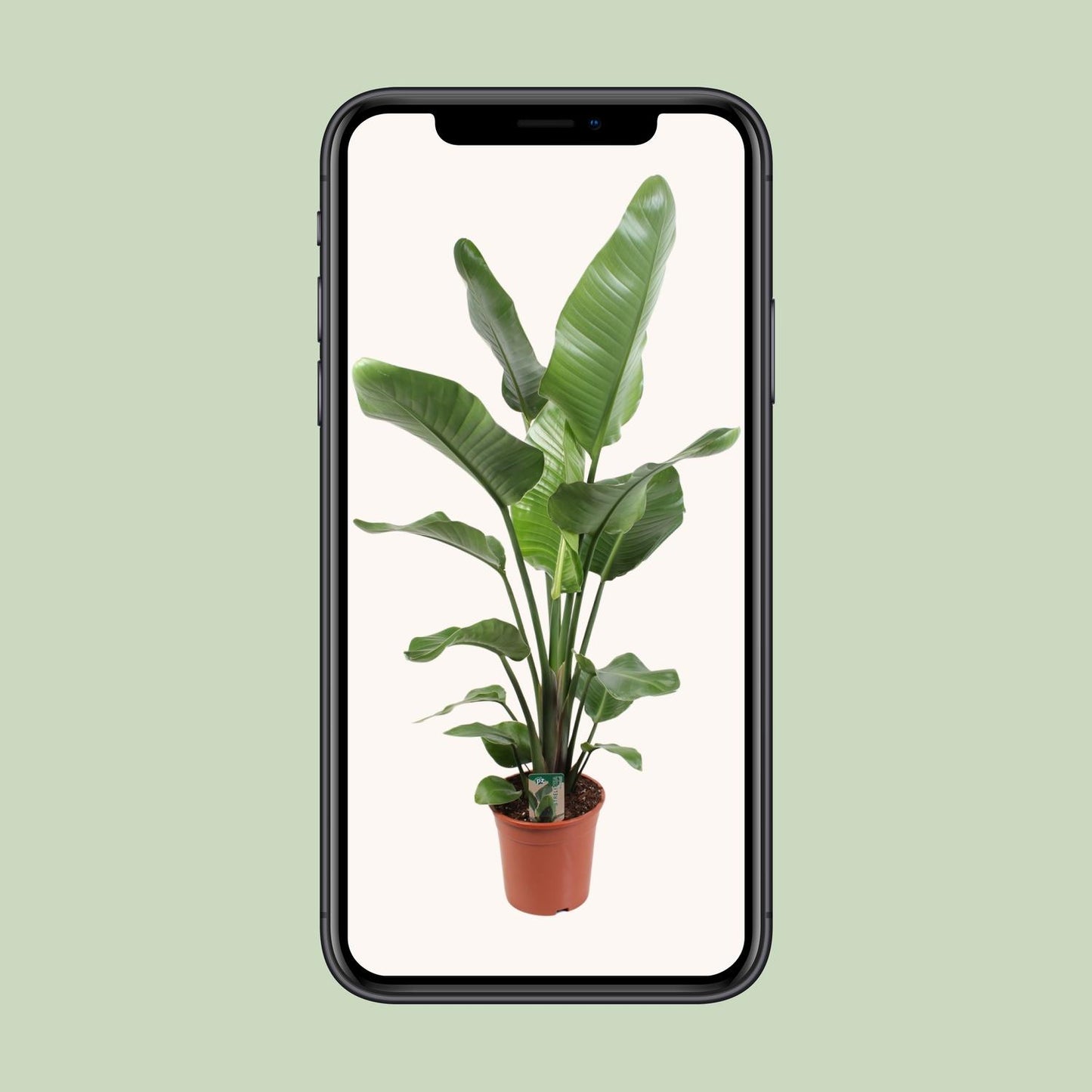 Strelitzia Nicolai 21 cm - Pflanzfix24