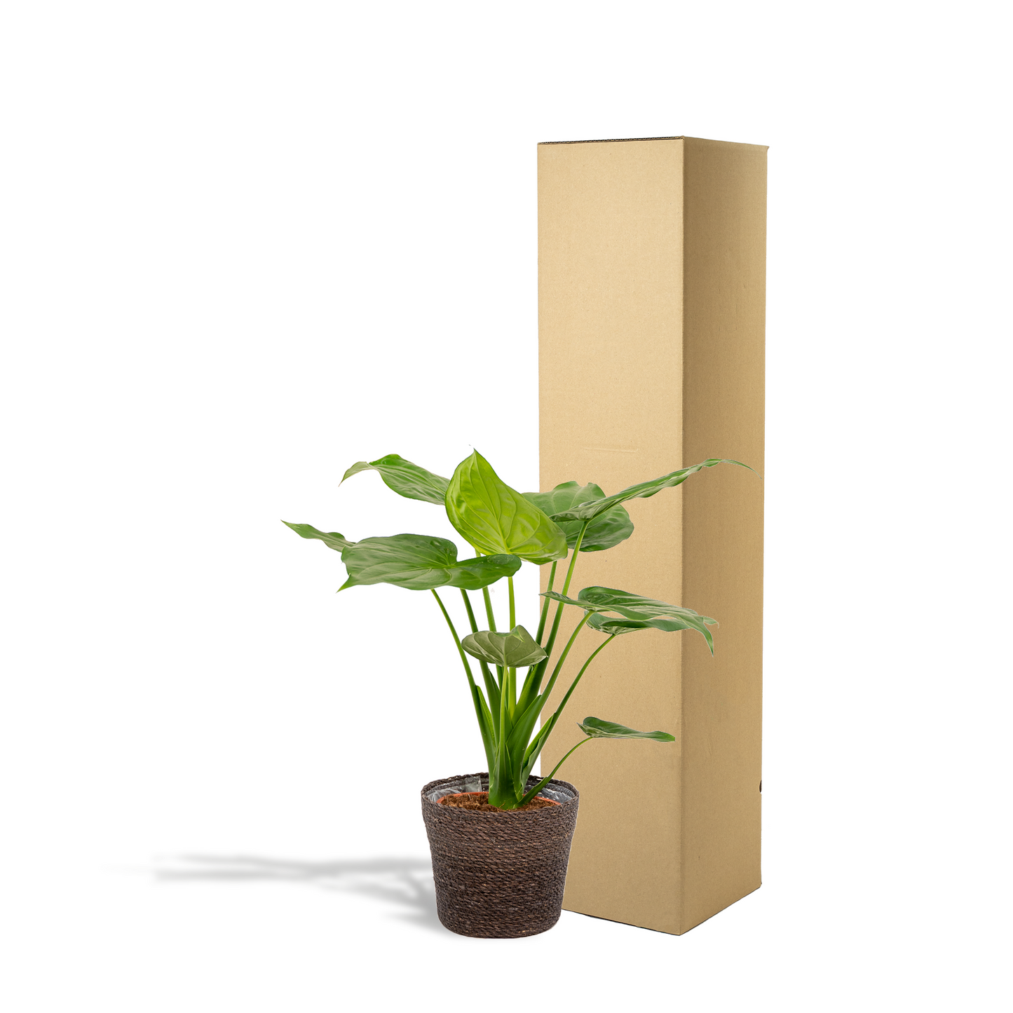 Alocasia Cucullata - Ø19cm - ↕65cm + Korb Igmar von Pflanzfix24
