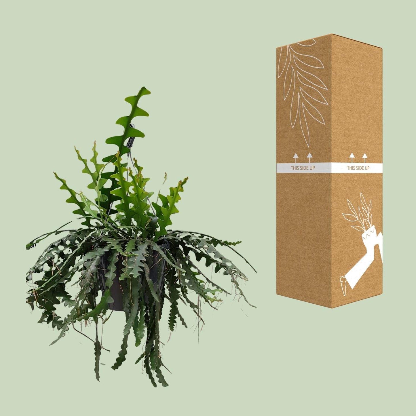 Selenecereus Anthonyanus - Ø25cm - ↕60cm - Pflanzfix24