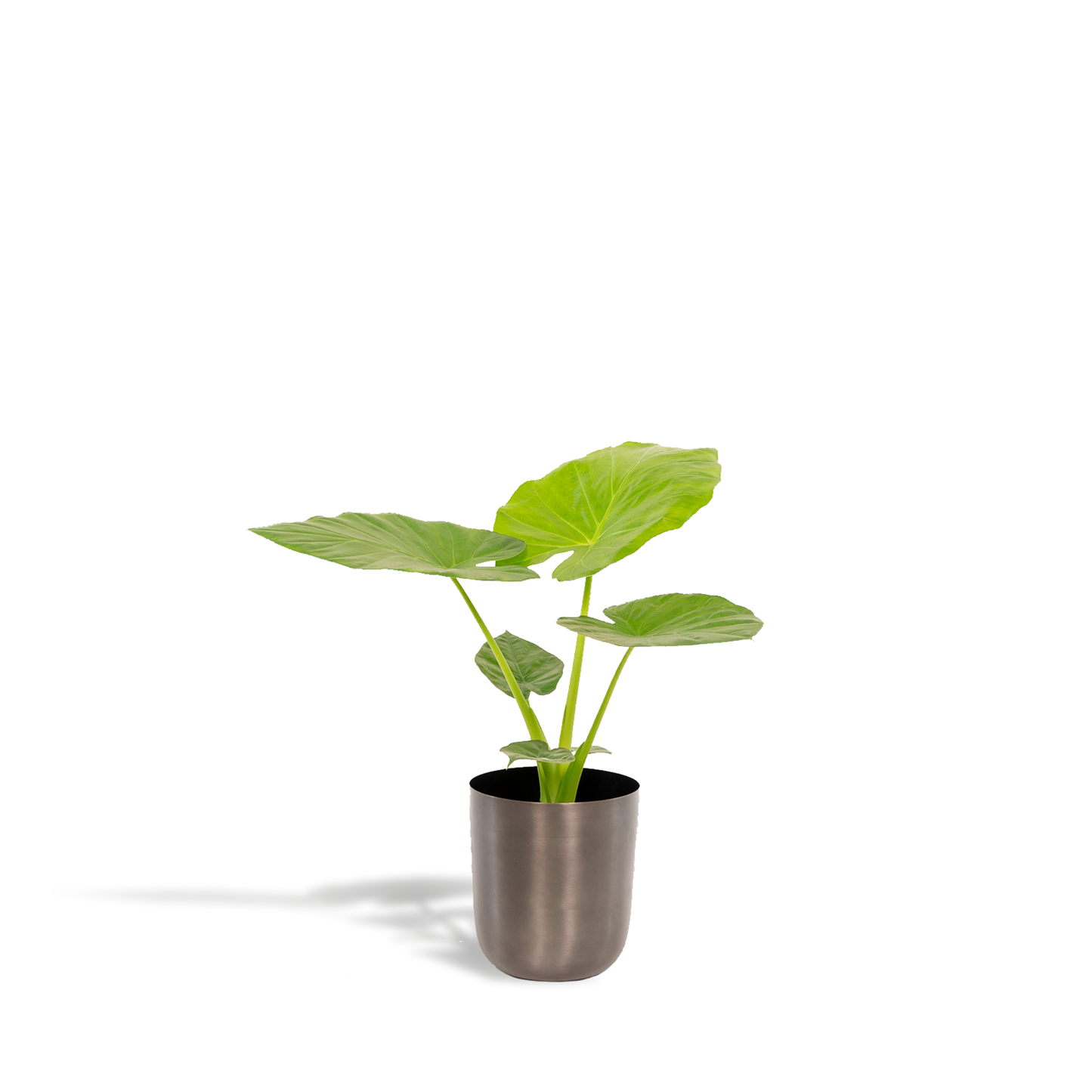 Alocasia Macrorrhiza - Ø19cm - ↕70cm + Topf Mayk Lead - Pflanzfix24