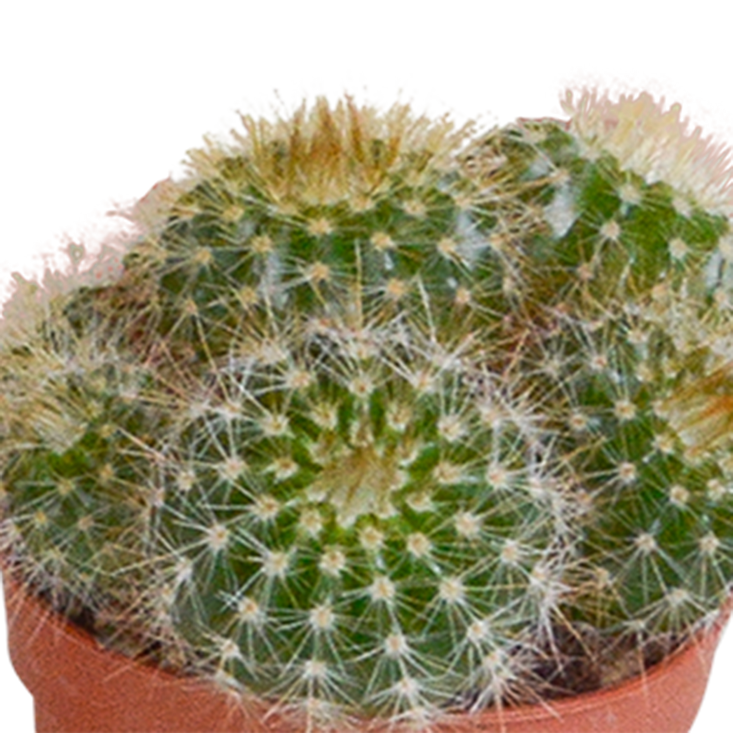 Kakteenmischung 5,5 cm - 10x - zonder pot | Pflanzfix24.de - Pflanzfix24.de