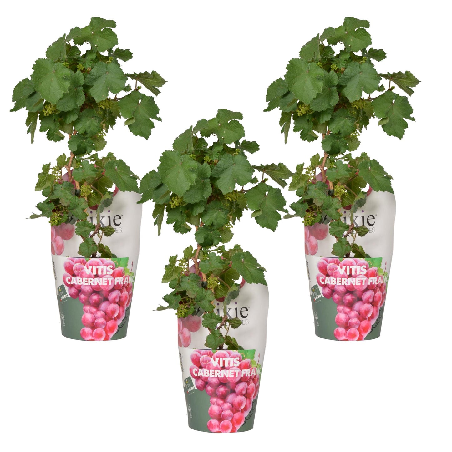 3x - Vitis Pixie 'Cabernet Franc' - ↨30cm - Ø14 - Pflanzfix24