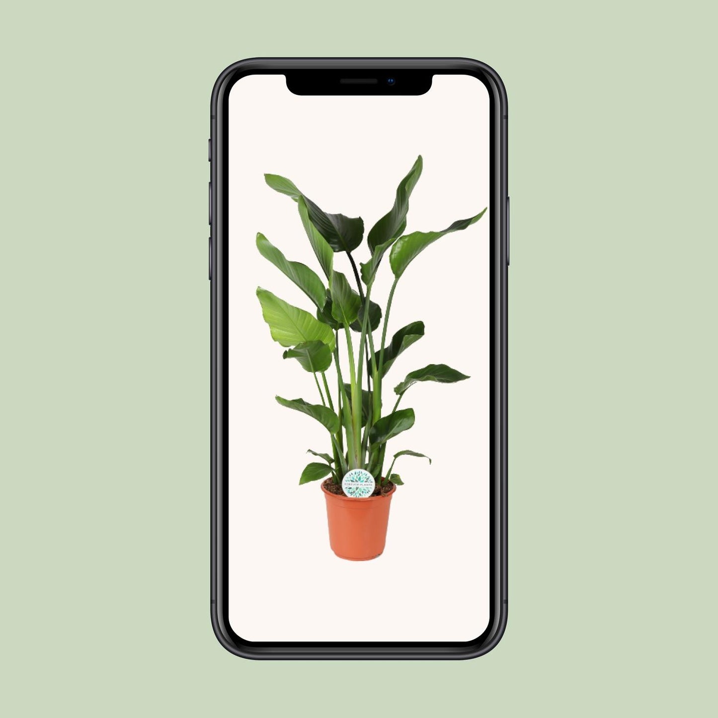 Strelitzia Nicolai 110 cm - Paradiesvogelblume Ø24 cm | Pflanzfix24