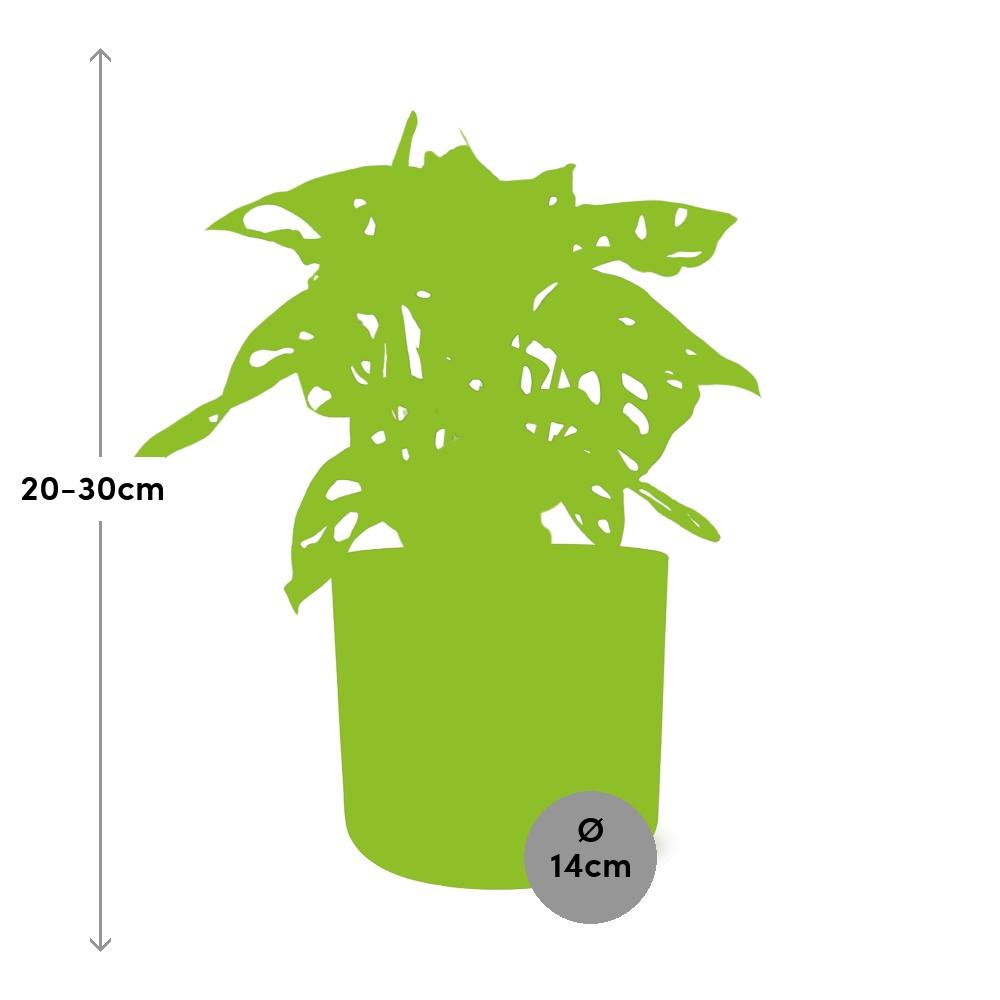 Monstera ‘Monkey Leaf’ in ELHO b.for soft rond 14cm brique - Pflanzfix24