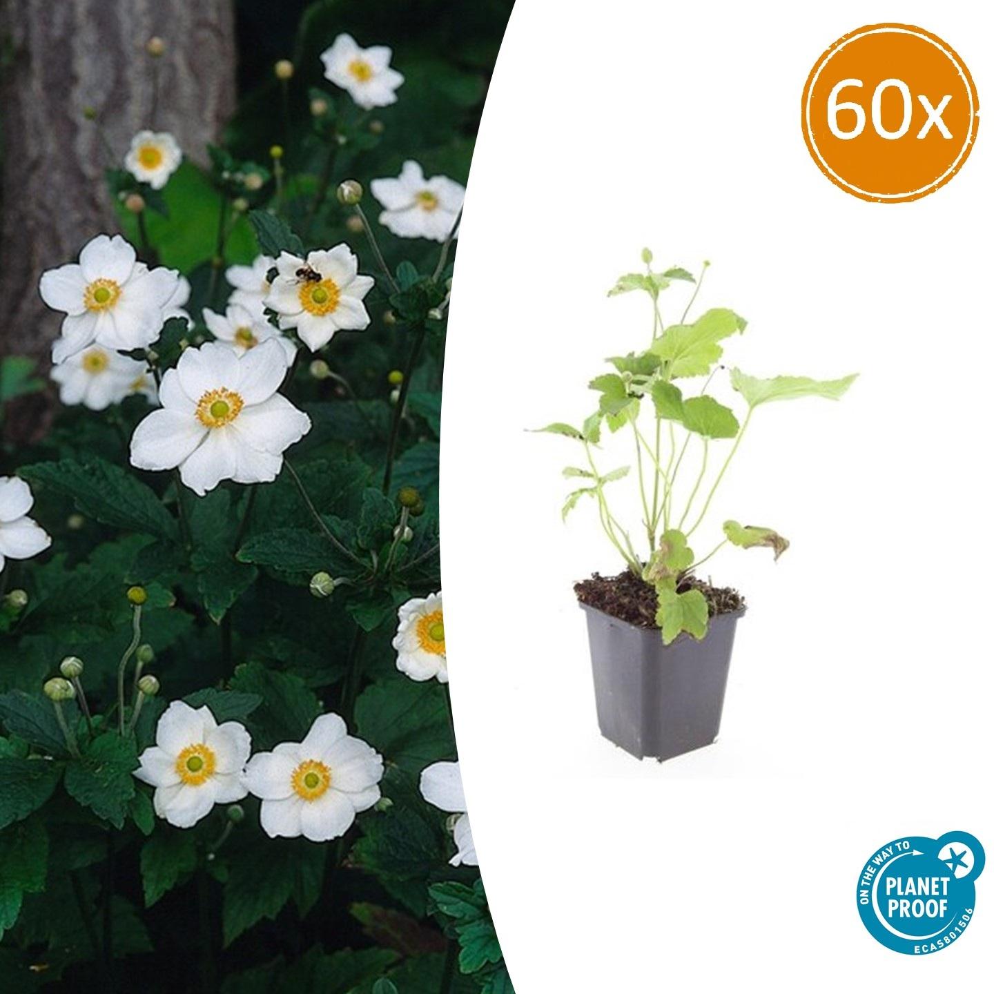 60x Anemone hyb. 'Honorine Jobert' - Pflanzfix24.de - Pflanzfix24.de