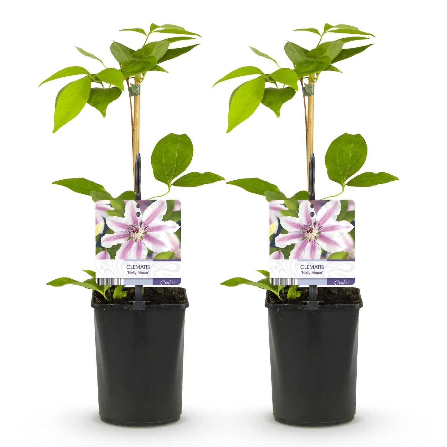 Pflanzfix24.de - Clematis Nelly Moser - 2er Set - Topf 11cm - Pflanzfix24.de