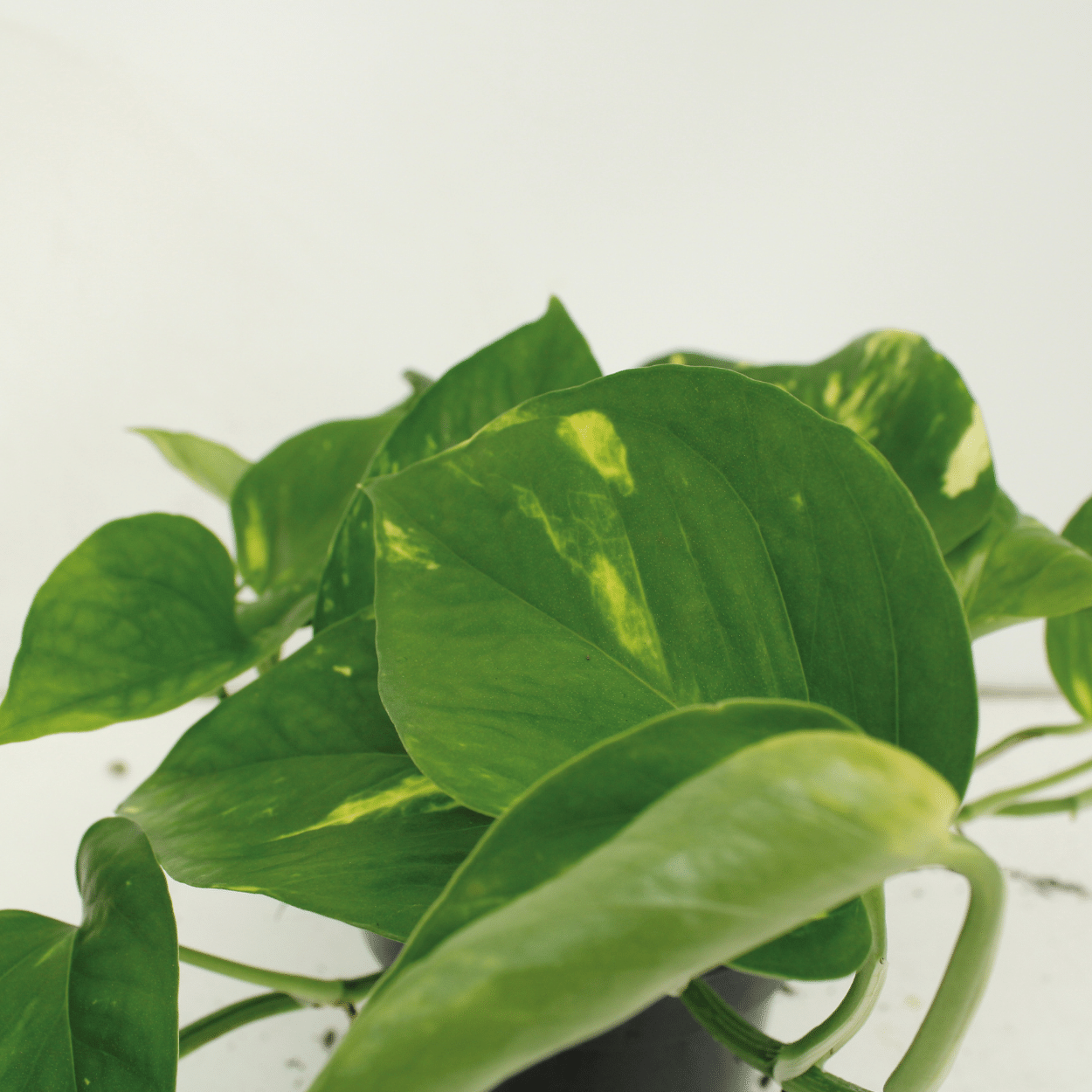 2x Epipremnum Aureum - Scindapsus - 20cm - ø12 - Pflanzfix24.de - Pflanzfix24.de