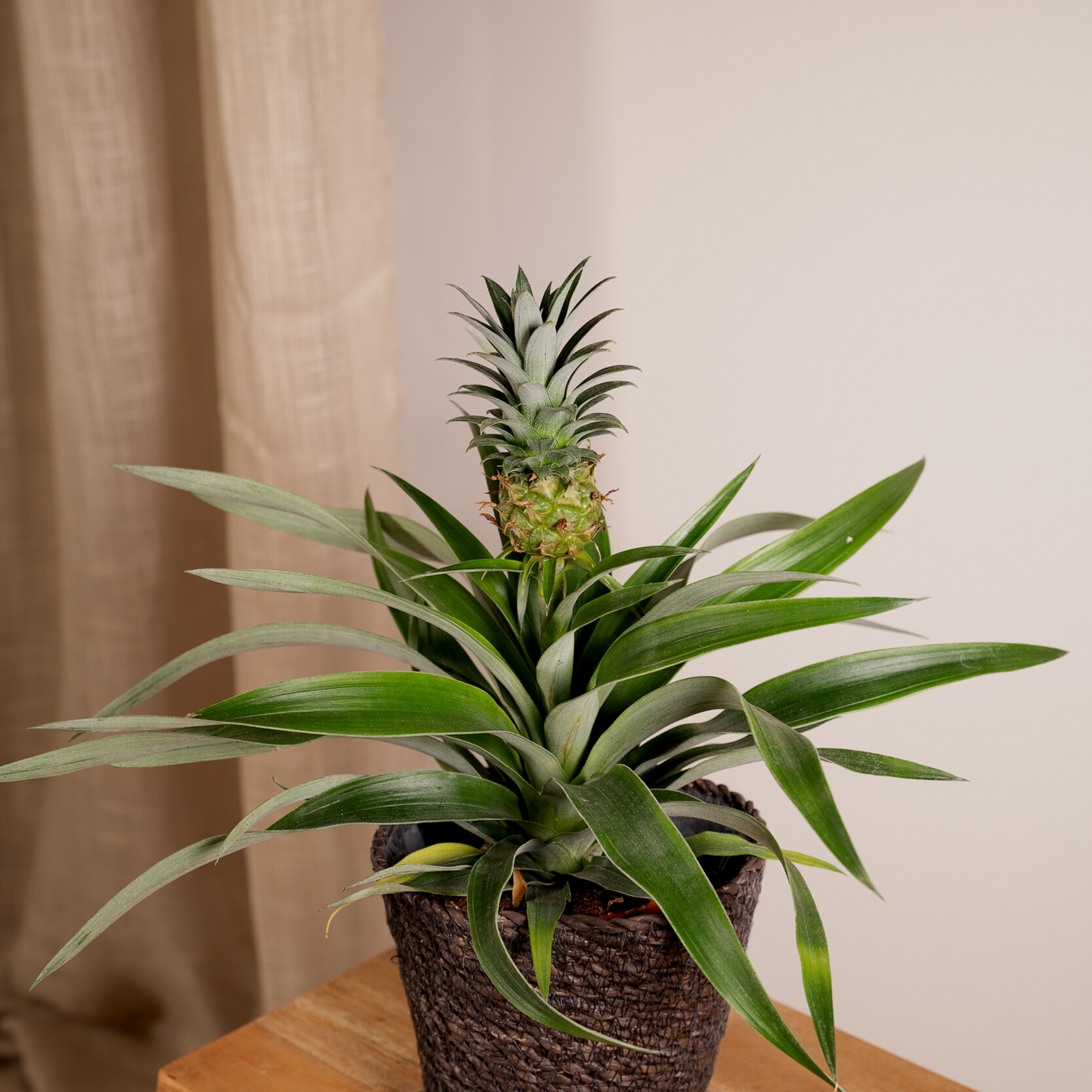 Bromelia (Ananaspflanze) - 2 Stücke - Ø12cm - ↕30cm - Pflanzfix24