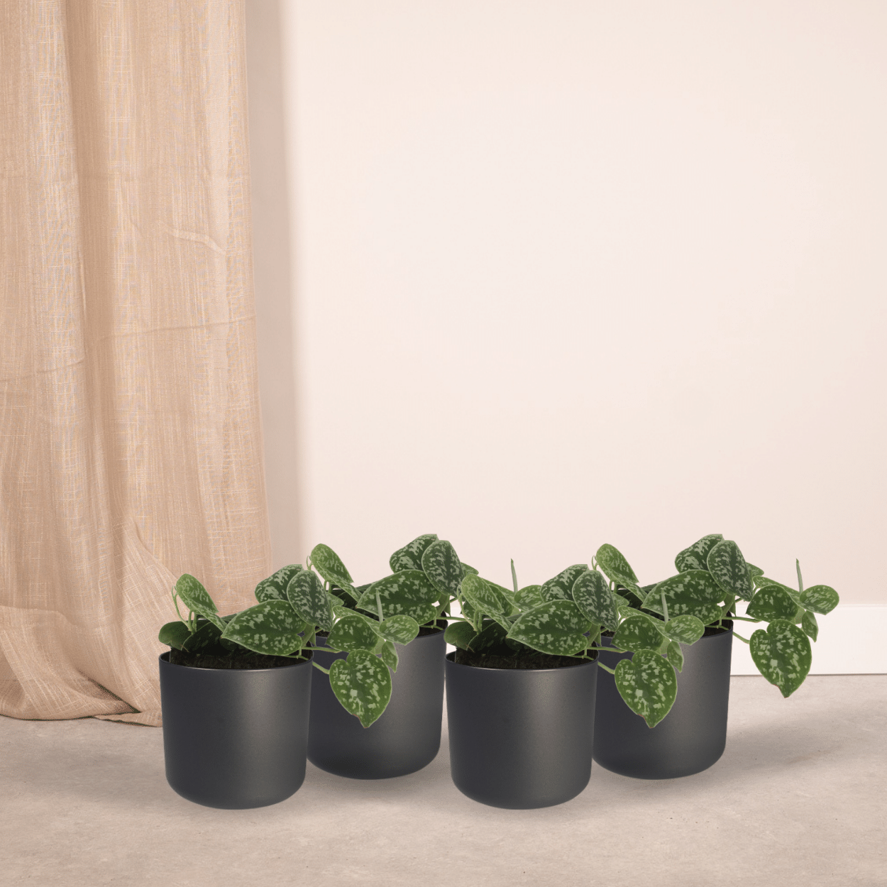 4x Scindapsus Pictus - Epipremnum - 5cm - ø12 bei Pflanzfix24.de - Pflanzfix24.de