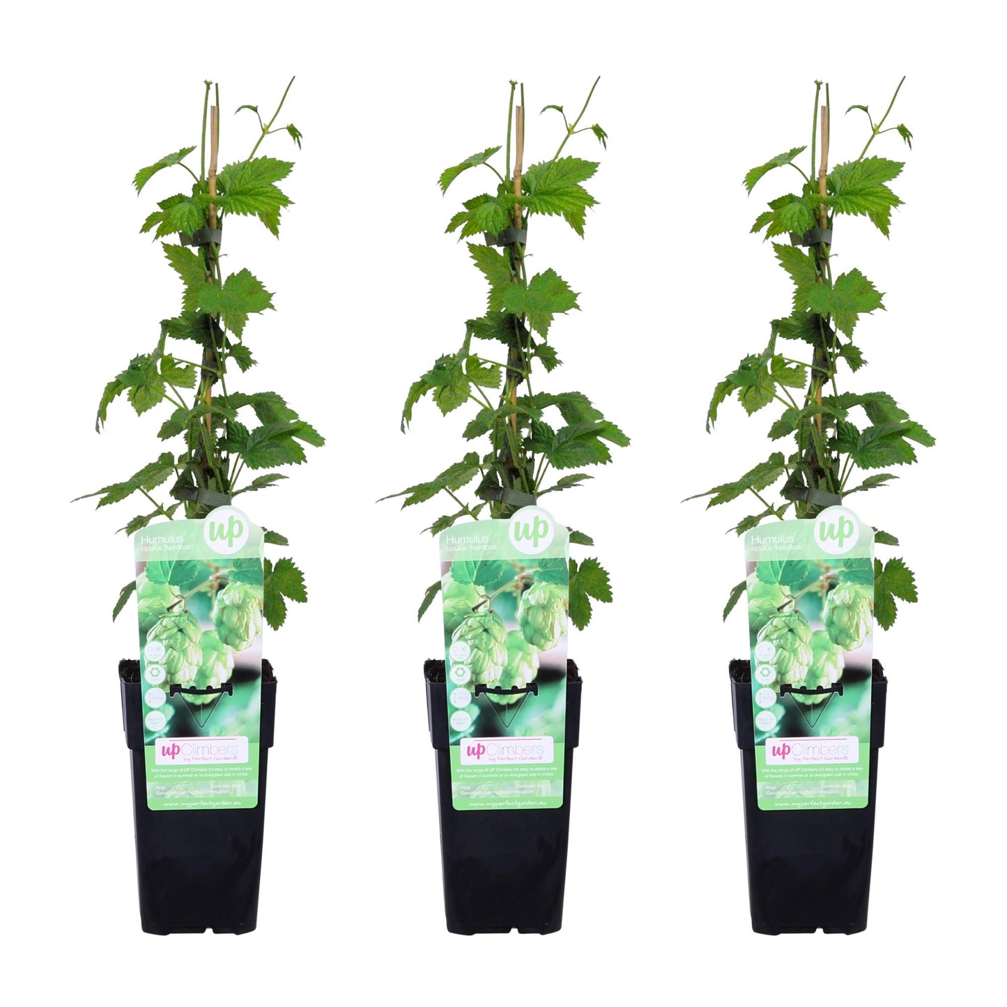 3x Humulus lupulus 'Nordbrau' - 65cm - Ø15 - Pflanzfix24