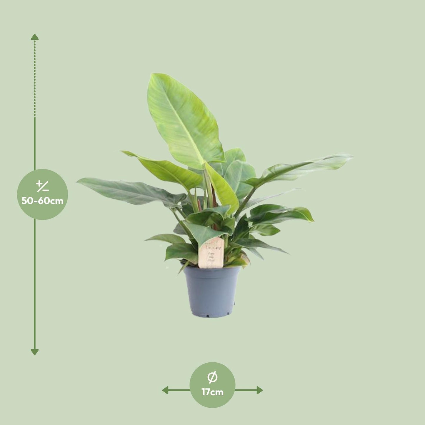 Philodendron Imperial Green - Ø17cm - ↕50cm - Pflanzfix24