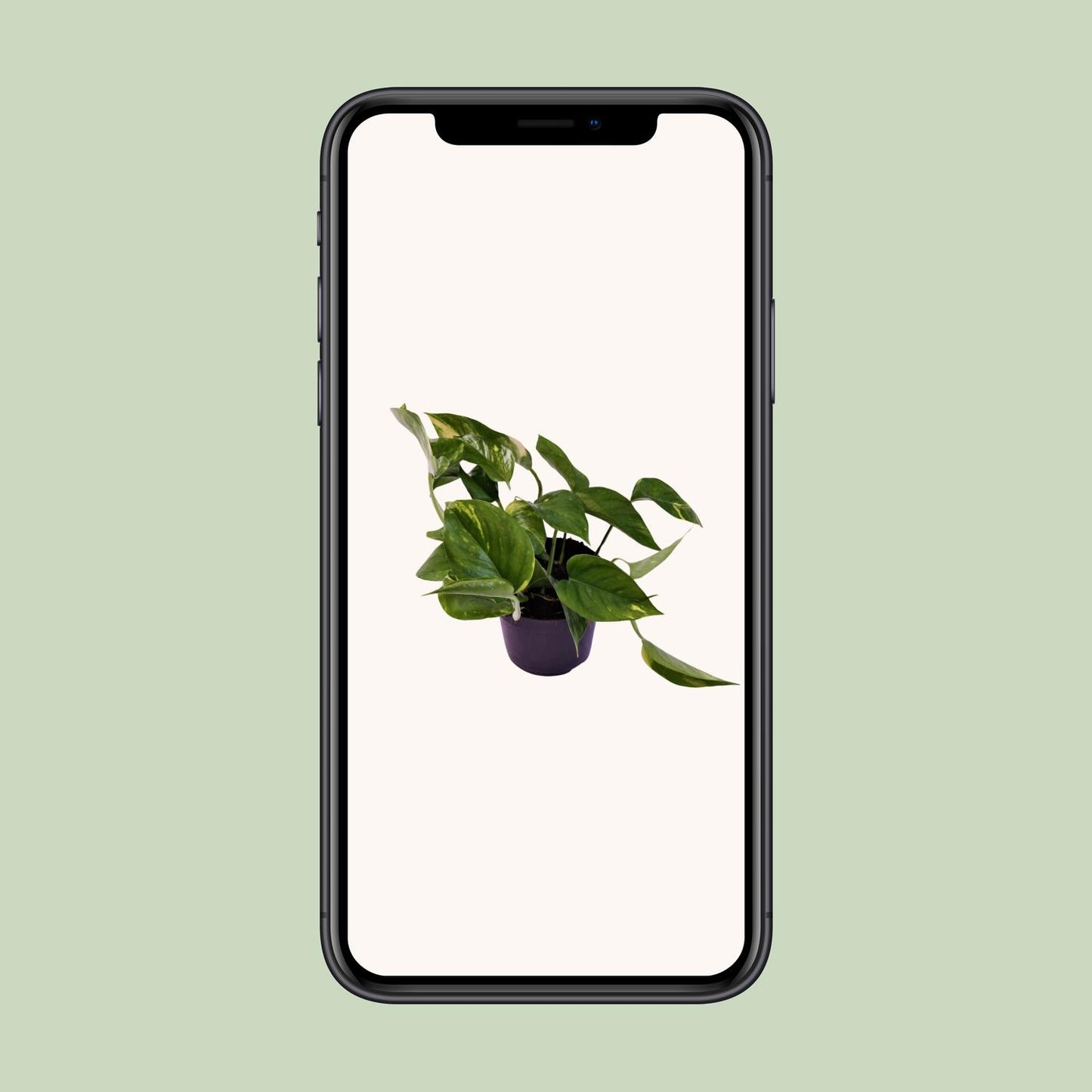 Scindapsus Aureum 12cm – Pflegeleicht & elegant | Pflanzfix24.de - Pflanzfix24.de