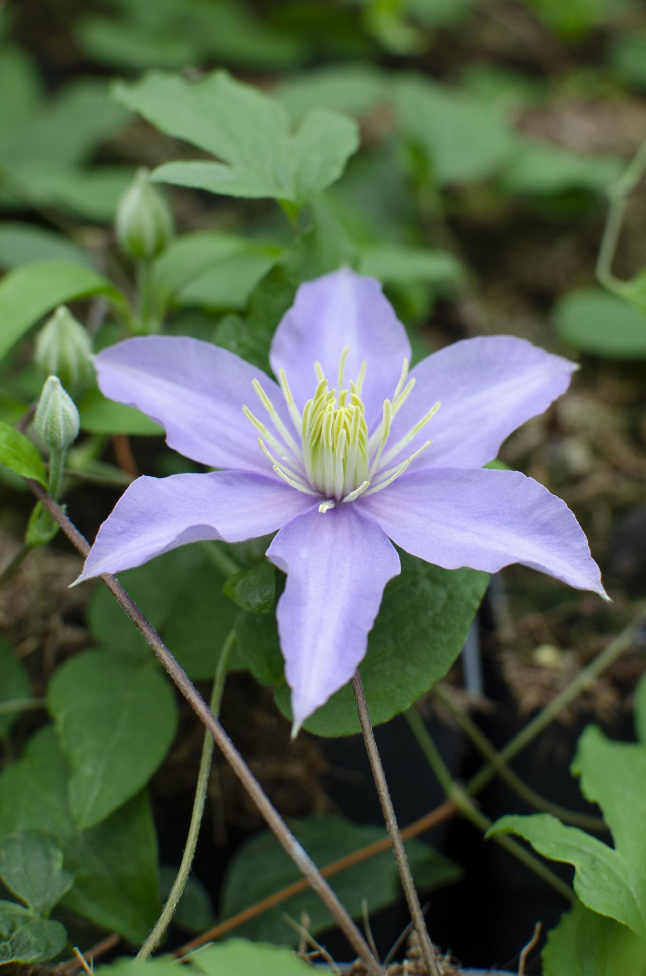 Clematis Justa - Ø15cm - ↕65cm bei Pflanzfix24.de - Pflanzfix24.de