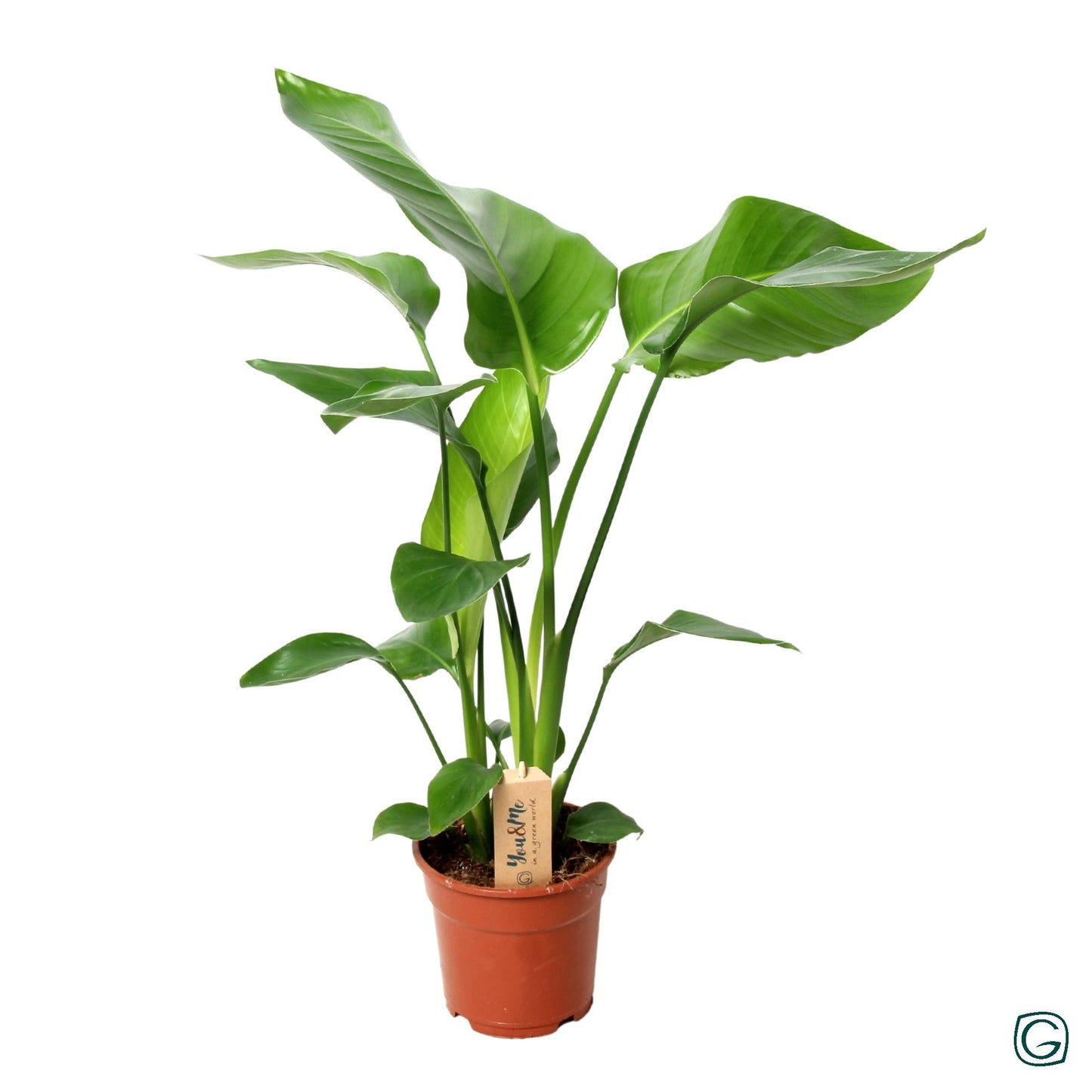 Strelitzia Nicolai Pflanze im 3er Set - Pflanzfix24