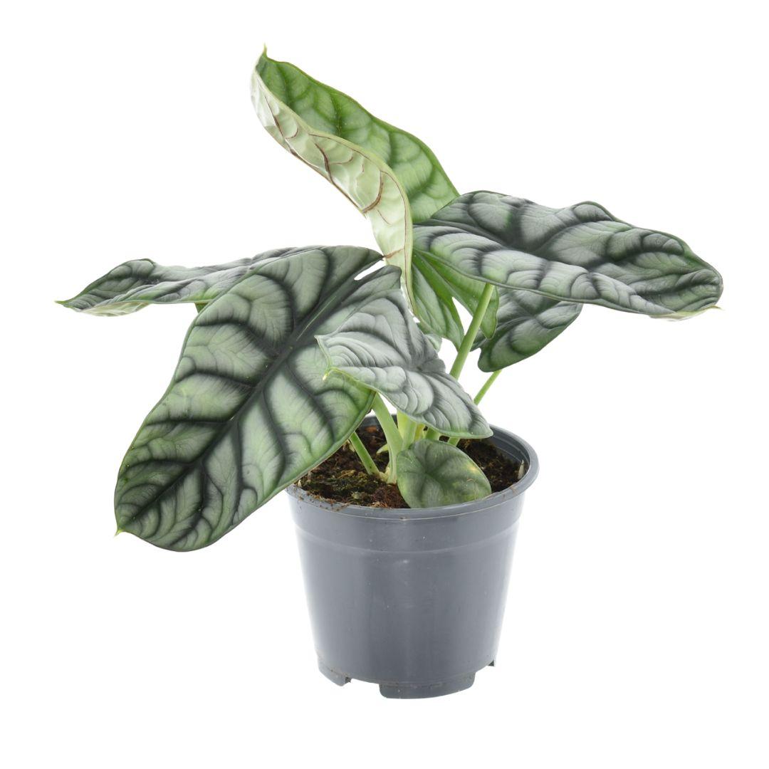 Alocasia Nebula Silver Compacta - pflanzfix24