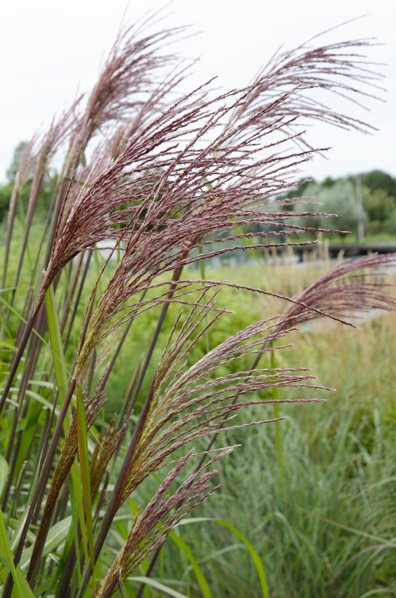 Miscanthus sinensis Ferner Osten Ziergras Ø19cm | Pflanzfix24.de - Pflanzfix24.de