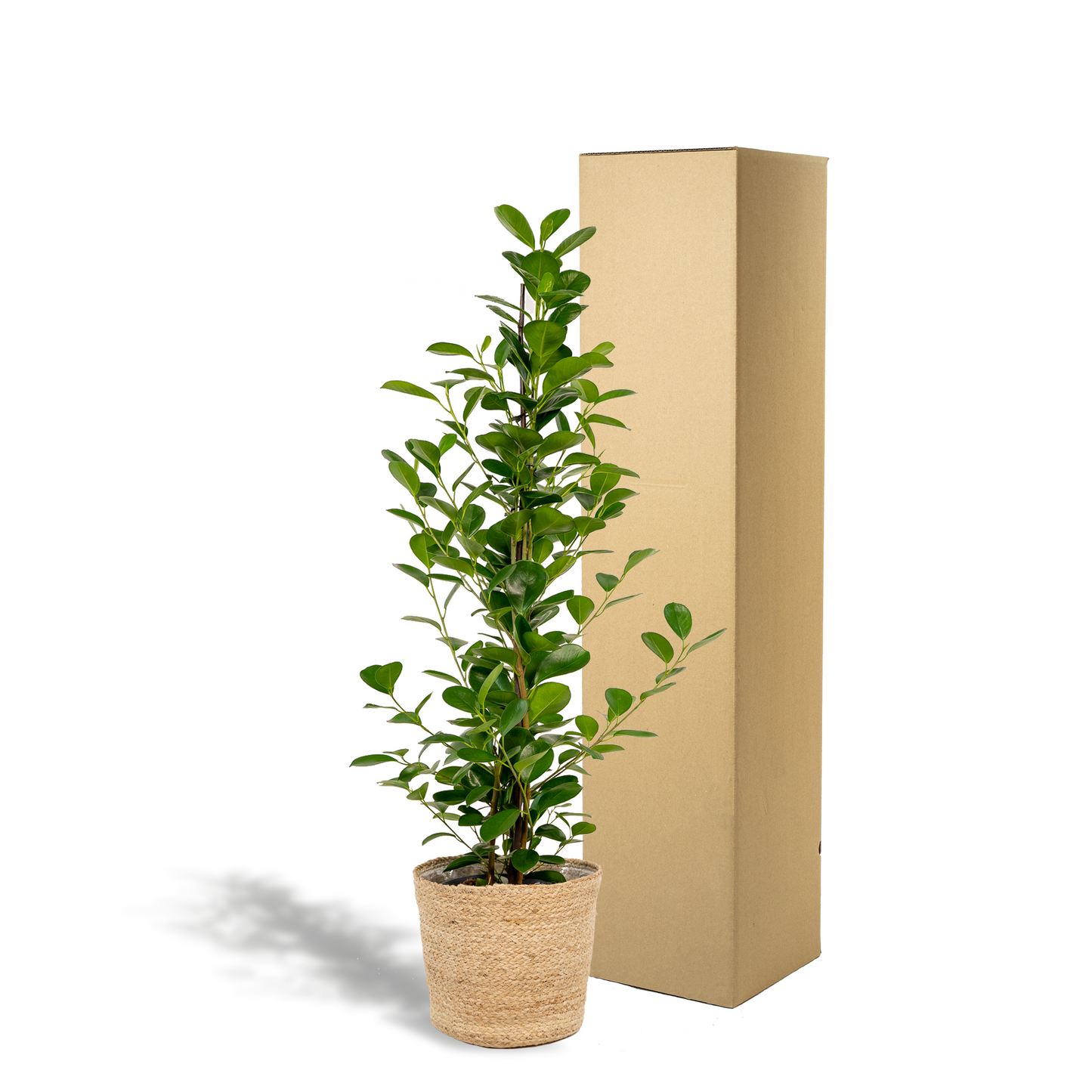 Ficus microcarpa Moclame - Ø21cm - ↕95cm + Korb Selin - Pflanzfix24