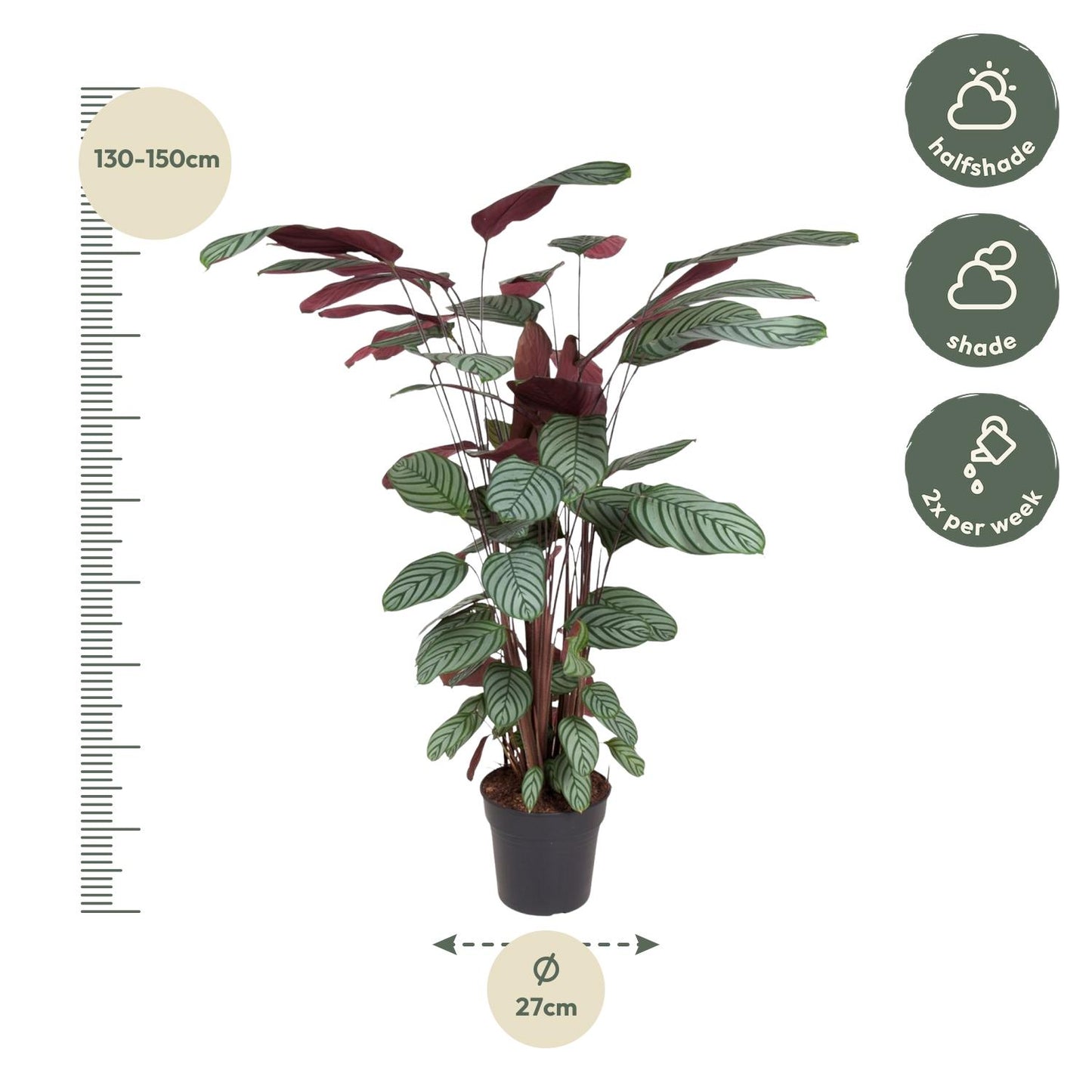 Calathea Oppenheimiana - 130 cm - ø27 bei Pflanzfix24.de - Pflanzfix24.de