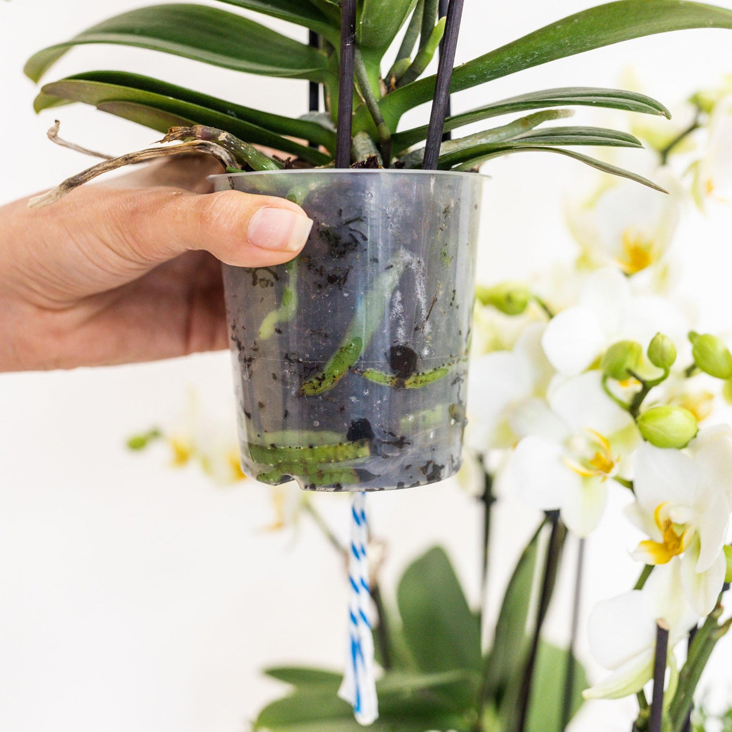 Rosa Orchideen-Set im Baumwollkorb mit Wassertank – 3x Orchidee & 3x Grünpflanzen | Pflanzfix24.de - Pflanzfix24.de