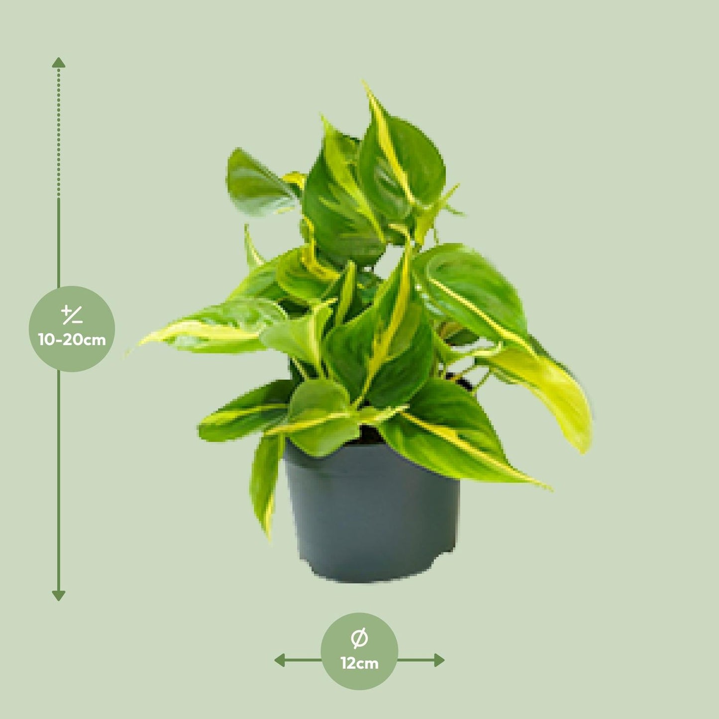 Philodendron Scandens Brasil 15cm Ø12cm – Zimmerpflanze | Pflanzfix24.de - Pflanzfix24.de