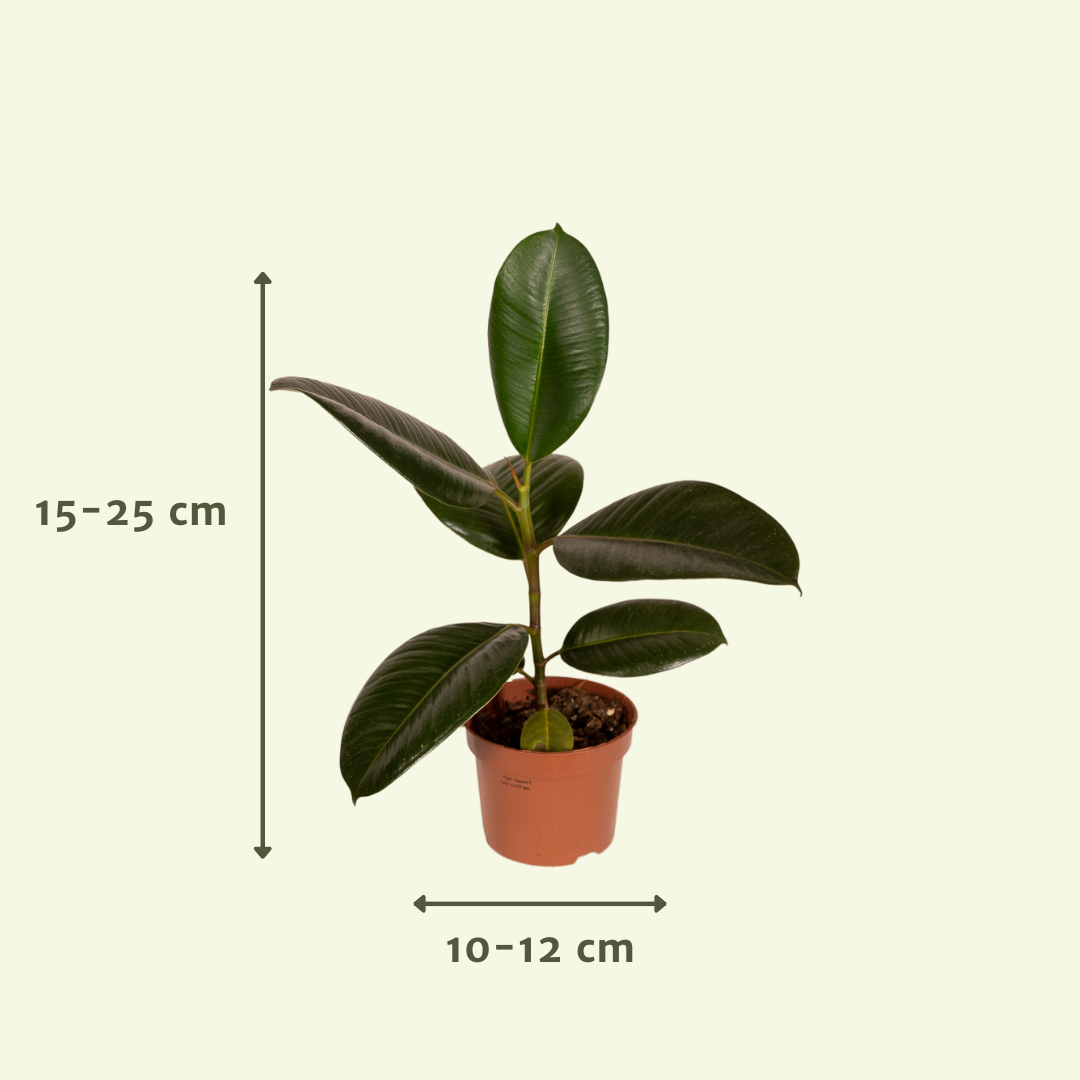 Außenseiterbox - Ø12cm - 12x bei Pflanzfix24.de - Pflanzfix24.de