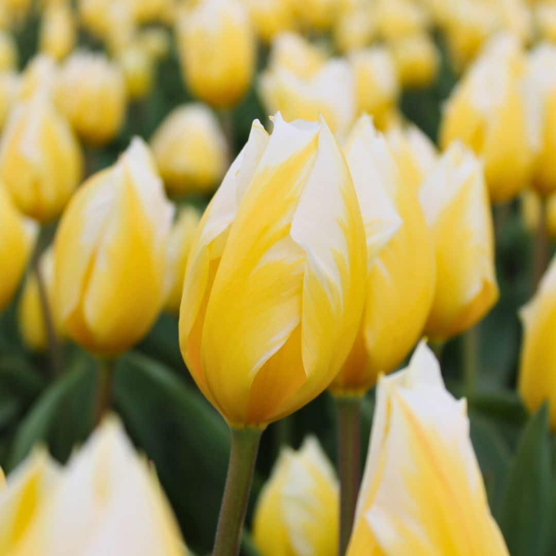 Flowerbulbs Amsterdam - Jacques Darlings - 25 Blumenzwiebeln - Größe 12+ - Pflanzfix24