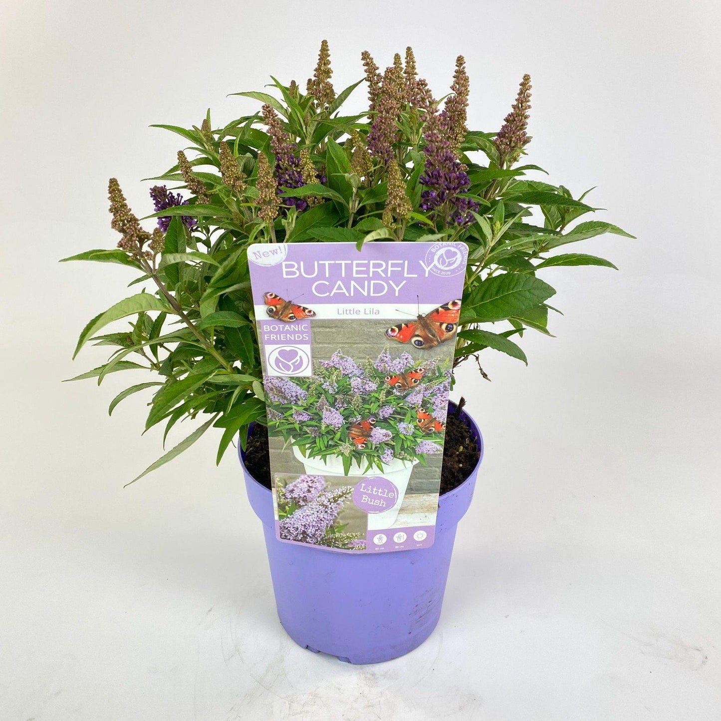 Buddleja dav. 'Butterfly Candy Little Lila' - Ø19cm - ↕25cm - Pflanzfix24