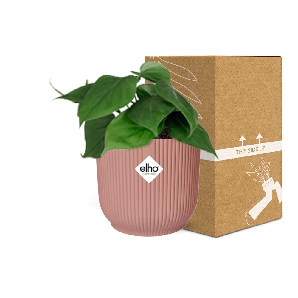 Philodendron Scandens in ELHO Vibes 14cm rosa Topf | Pflanzfix24.de