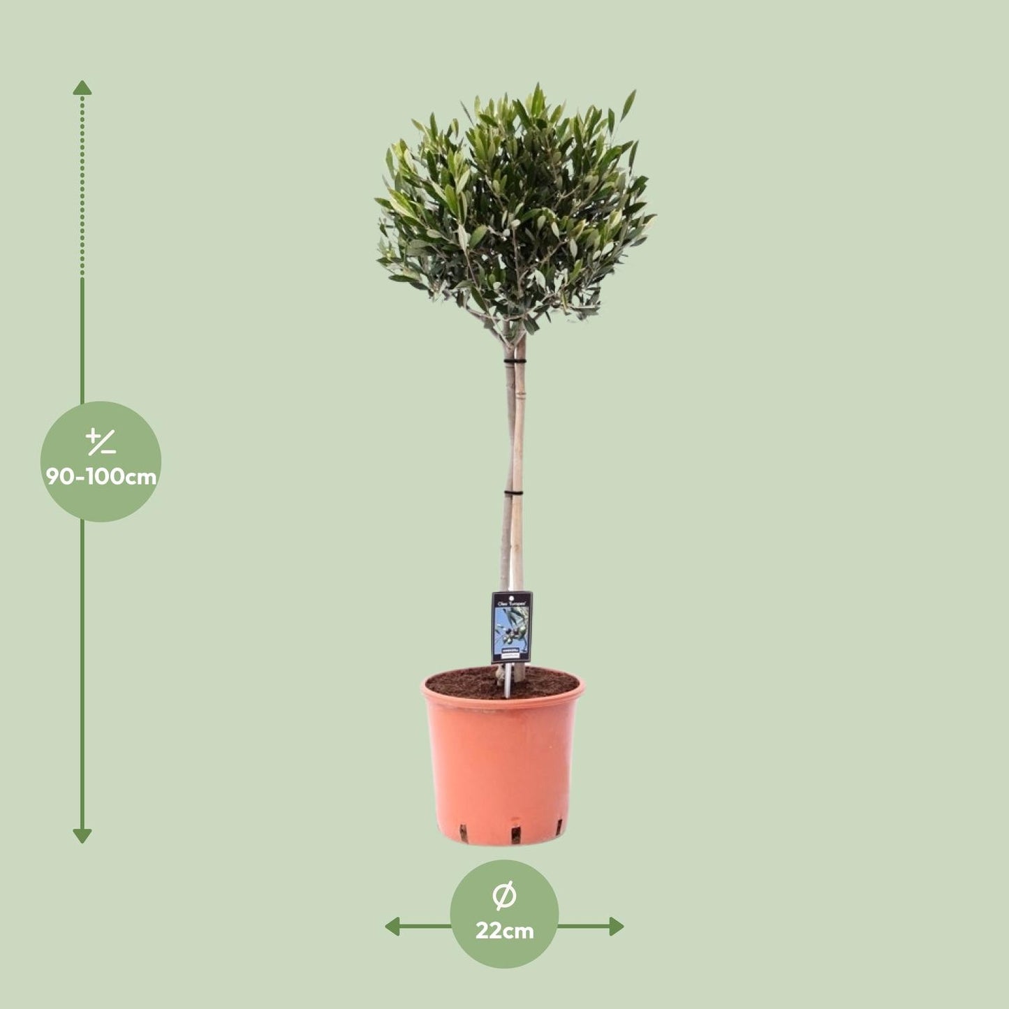 Olivenbaum Olea Olijf Ø22cm – 100cm hoch | Pflanzfix24.de - Pflanzfix24.de