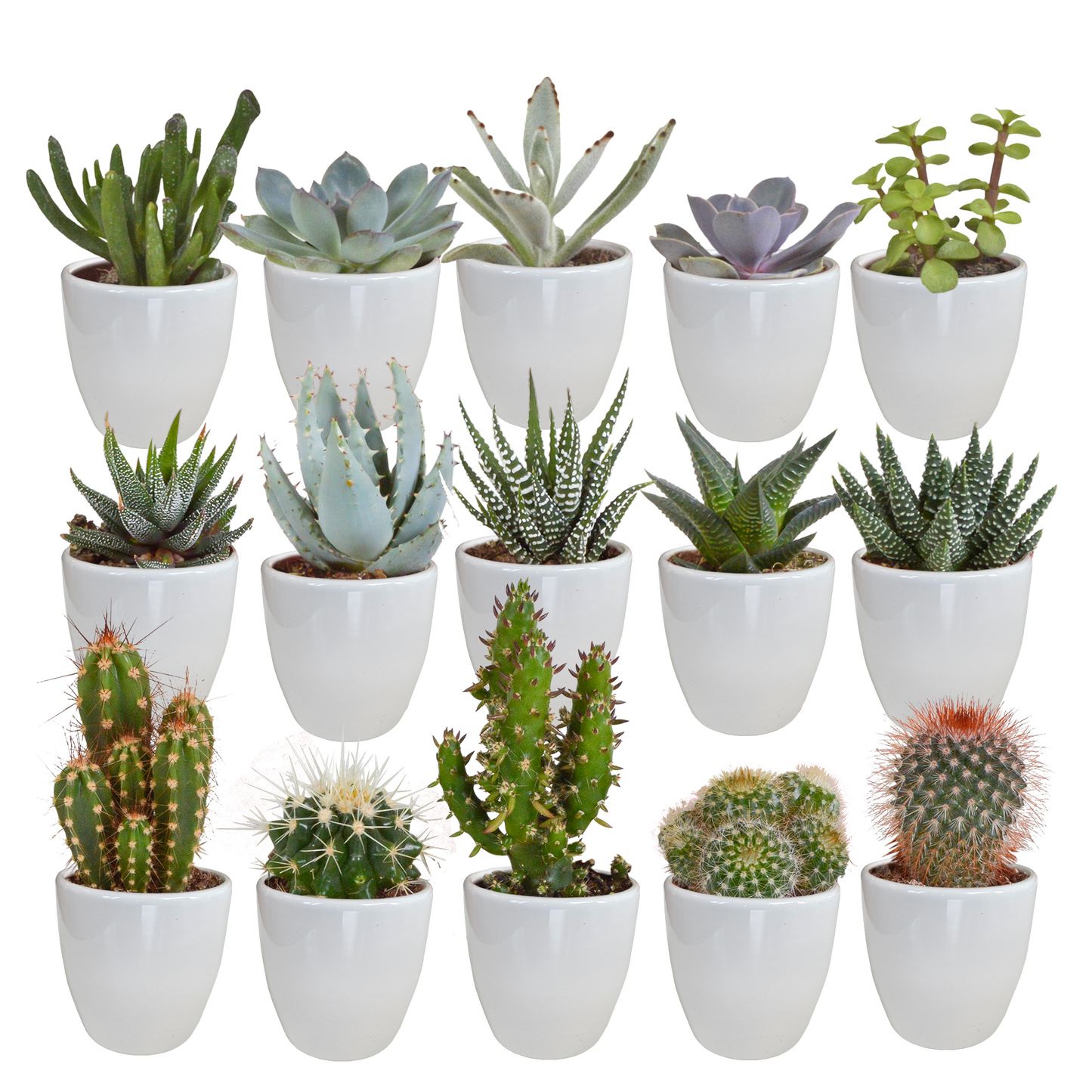 Cactus en vetplanten Mischung 5,5 cm | 15 stück - in witte pot - Pflanzfix24.de - Pflanzfix24.de