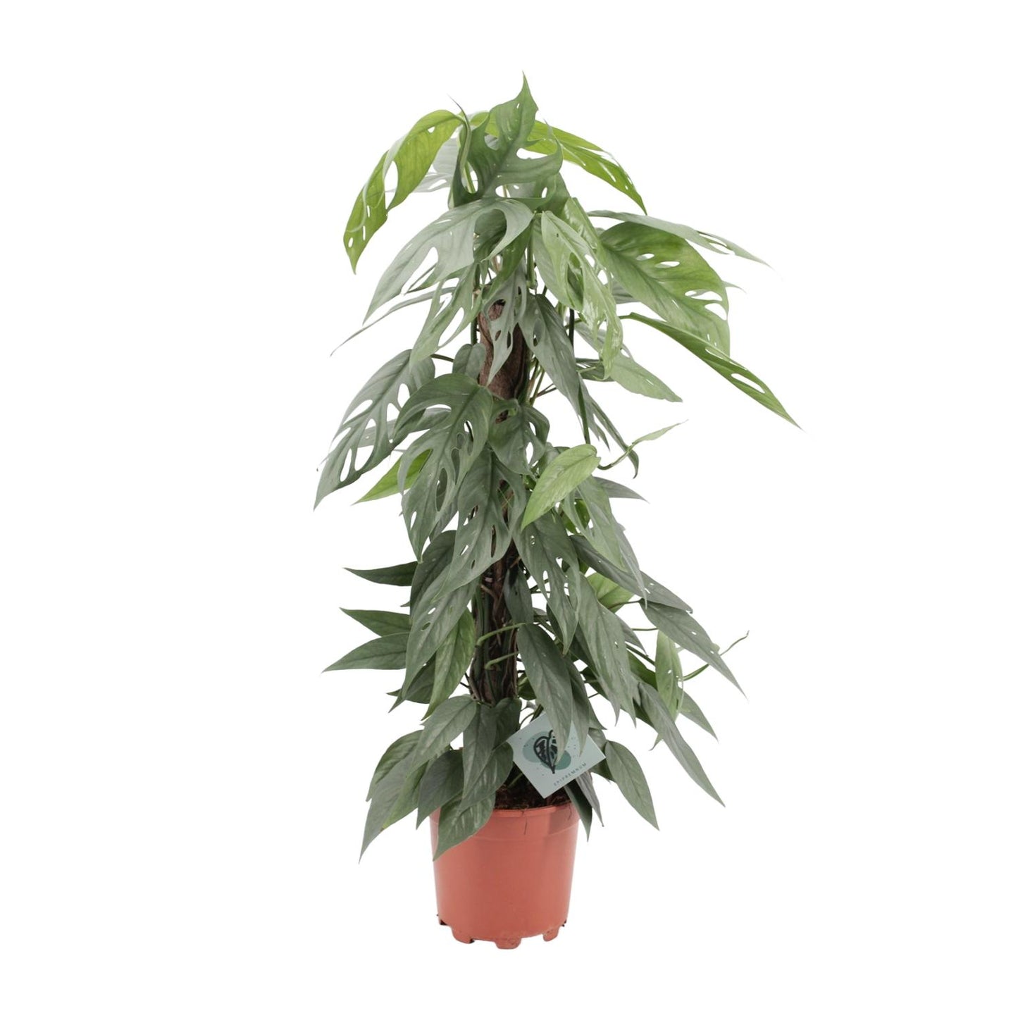 Epipremnum Pinnatum Cebu Blue - Ø17cm - ↕65cm - Pflanzfix24.de - Pflanzfix24.de