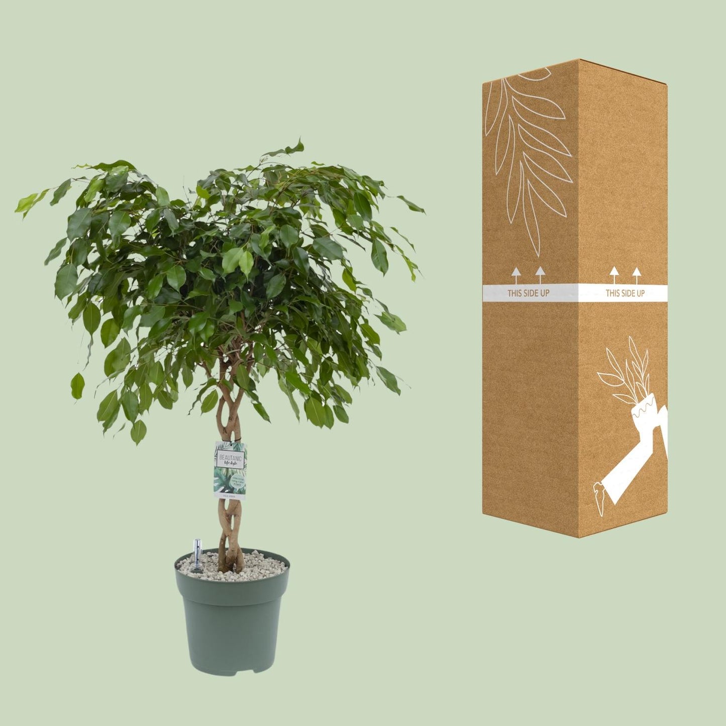 Ficus Adora / Exotica - Ø27cm - ↕120cm - Pflanzfix24