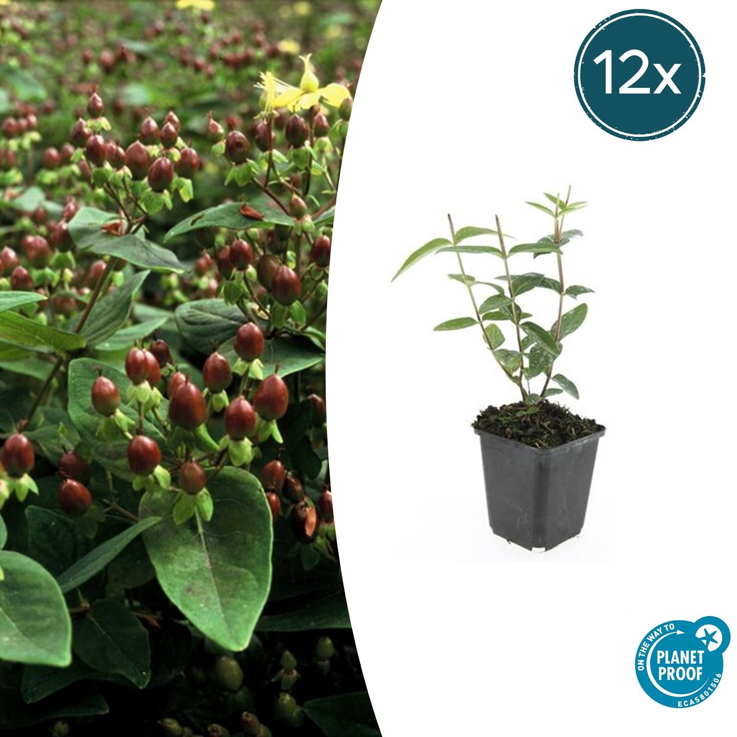 12x Hypericum inodorum 'Rheingold' – Goldblatt-Strauch – Pflanzfix24.de - Pflanzfix24.de