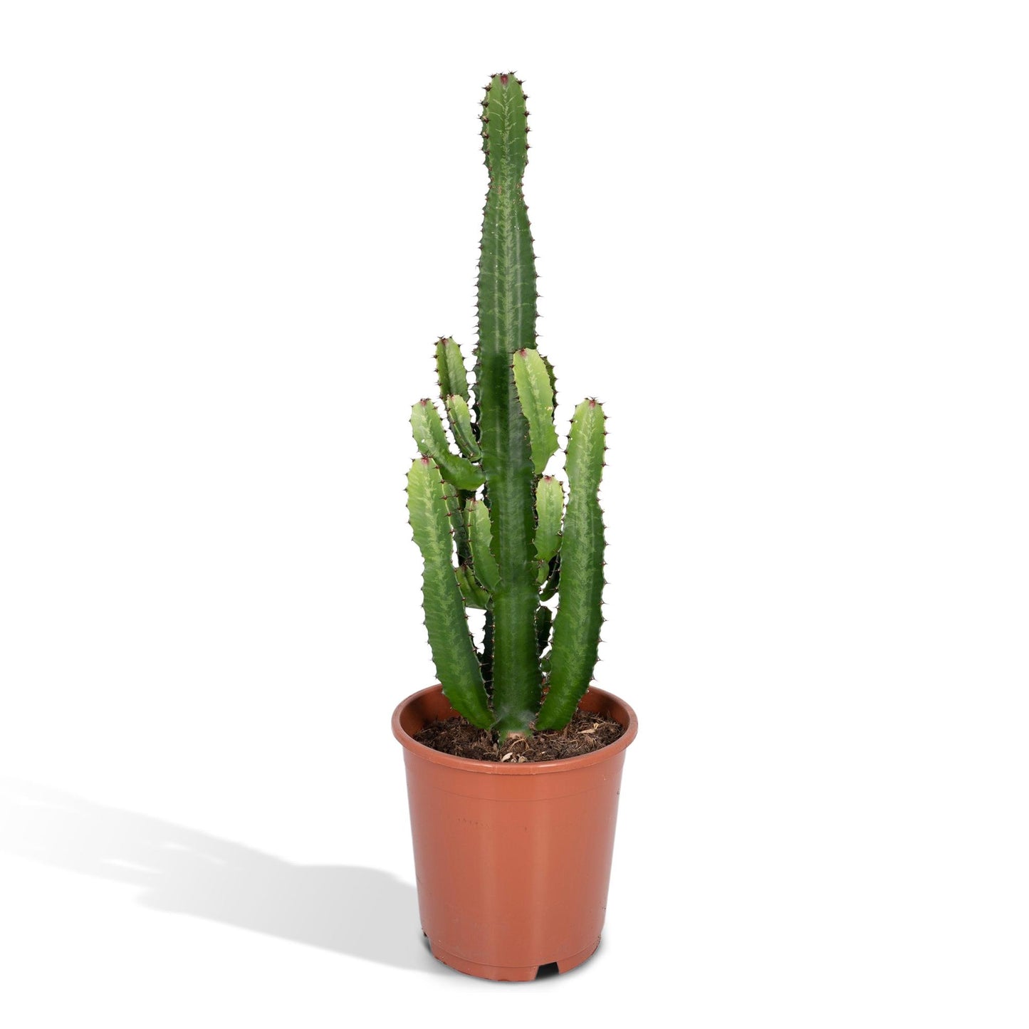 Euphorbia Acrurensis - Ø24cm - ↕60cm bei Pflanzfix24.de - Pflanzfix24.de