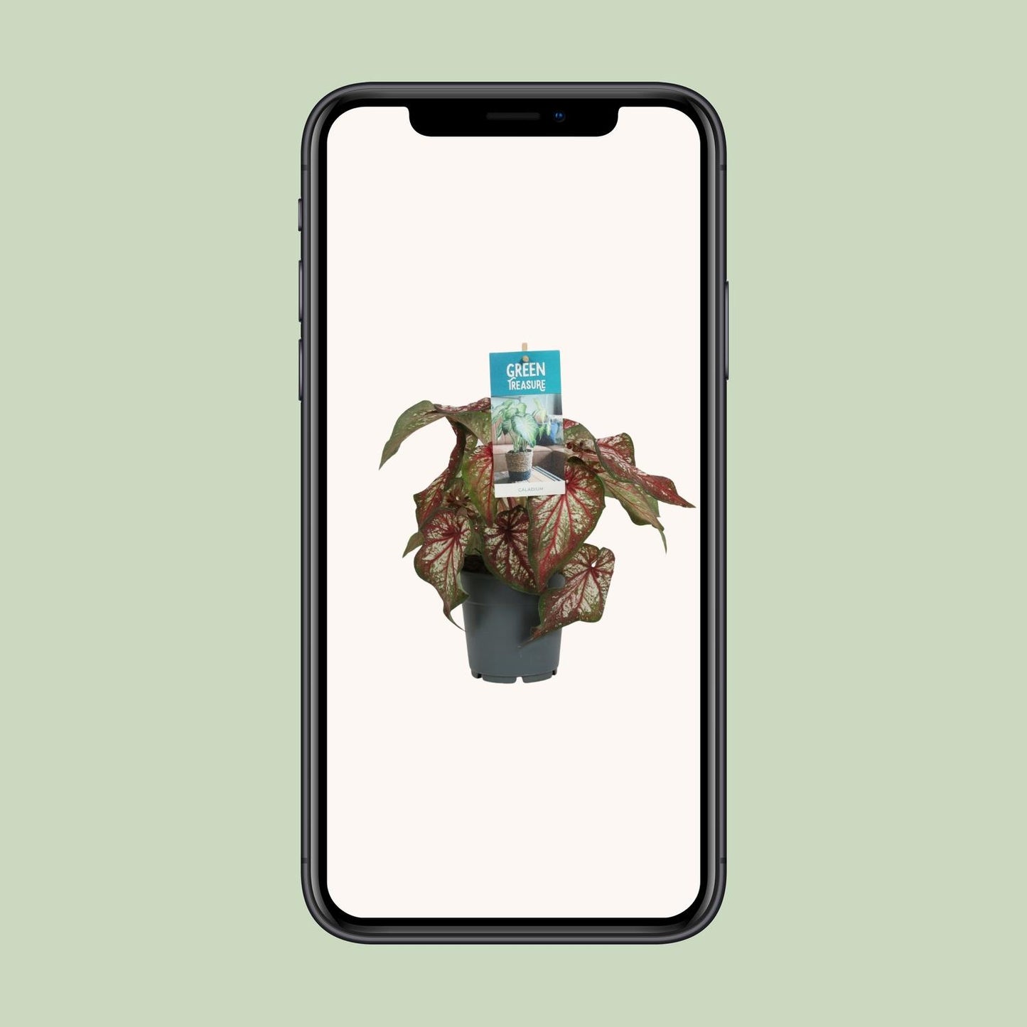 Caladium Bicolor - Engelsschwingen - pflanzfix24