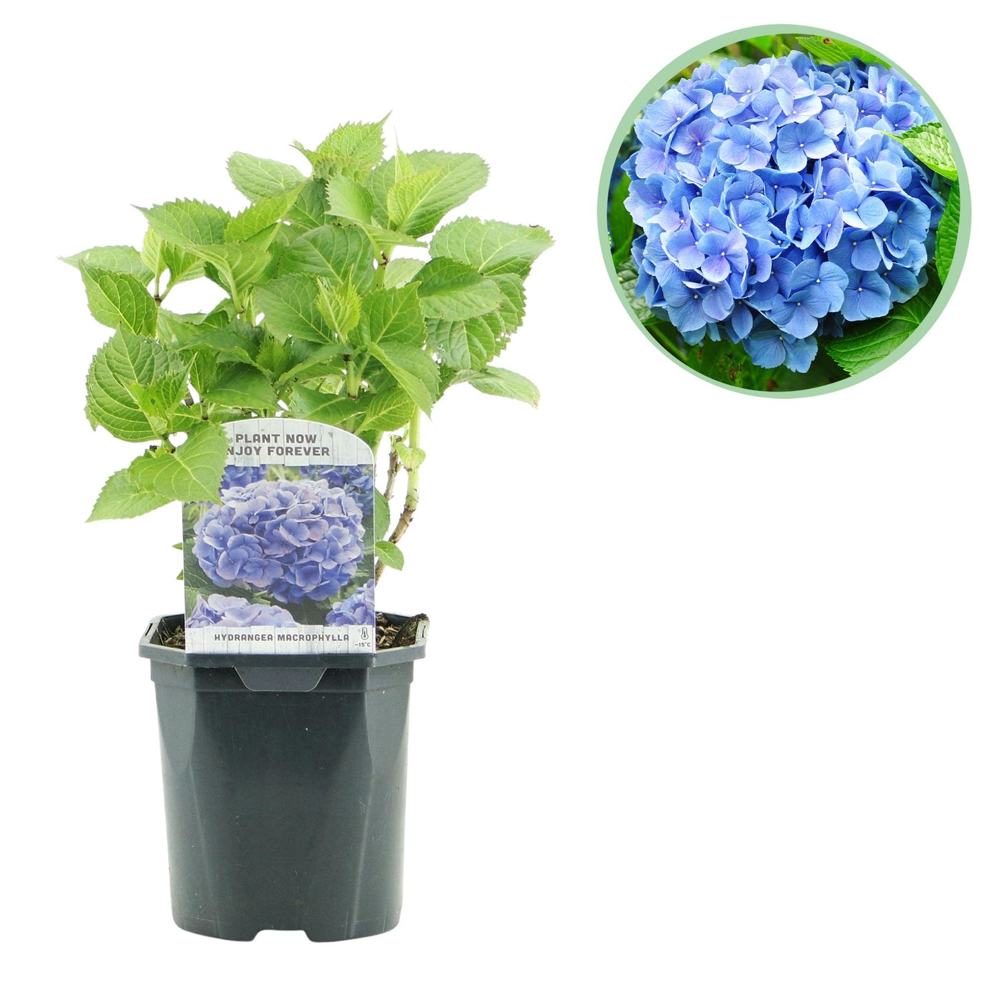 pflanzfix24 - Hortensie - Hydrangea macrophylla Blau - Blüte Blau - 1 Pflanze - Laubabwerfend - Topf 17cm
