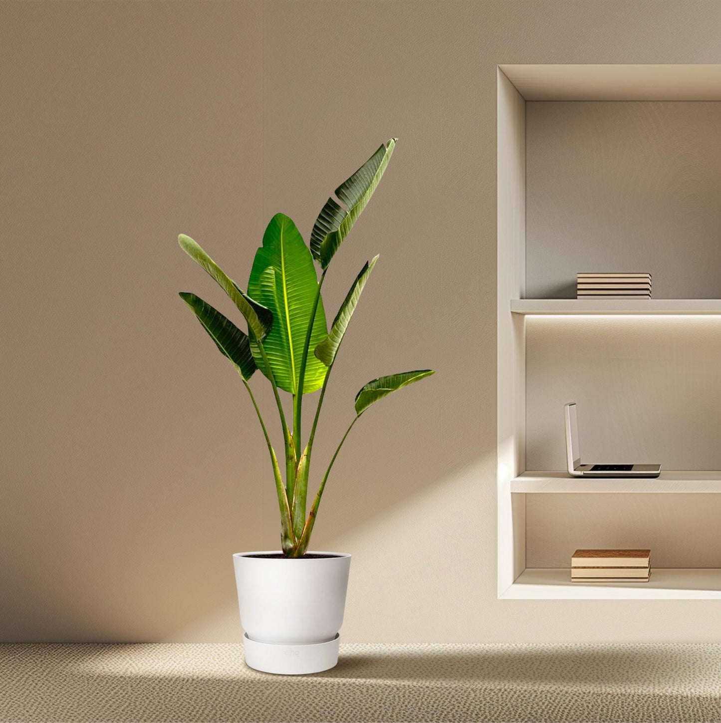 Strelitzia Augusta 180 cm Ø30 – Weiße Paradiesvogel Pflanze | Pflanzfix24
