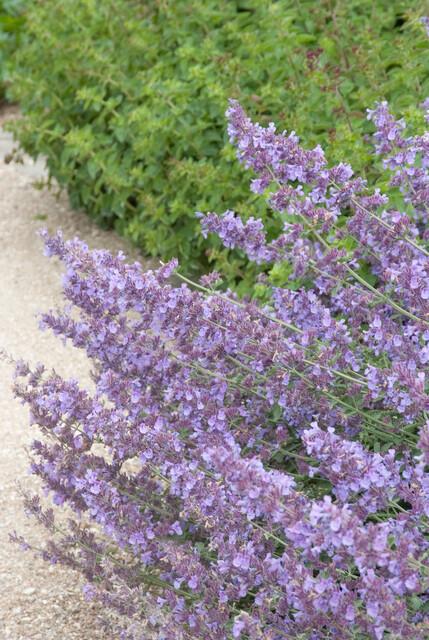 12x Nepeta 'Walker's Low' – aromatische Staude | Pflanzfix24.de - Pflanzfix24.de