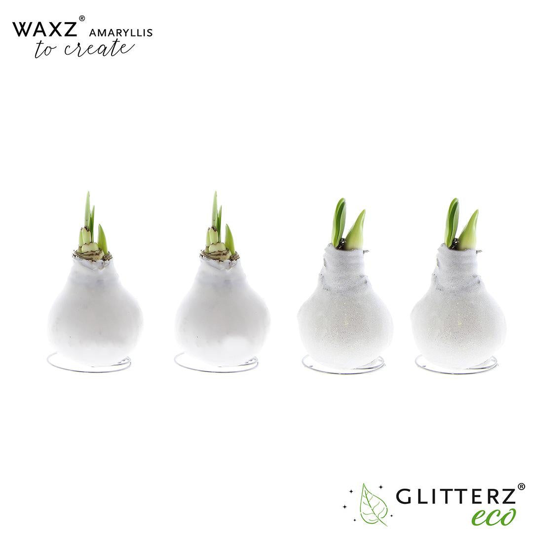 Amaryllis Waxz To Create White - 4 Stücke - Pflanzfix24
