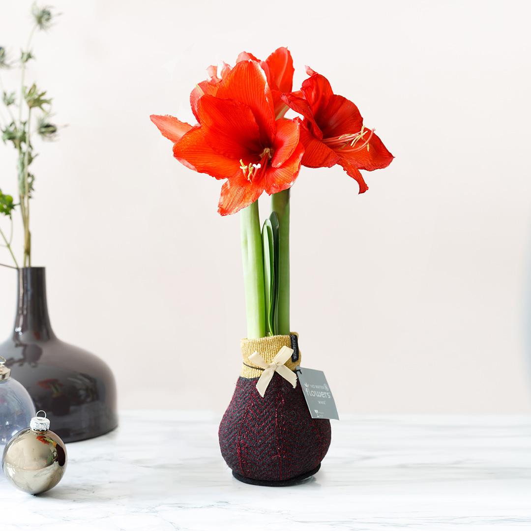 No Water Flowers® Fashionz Elegant - Bordeaux + Red flower - Pflanzfix24